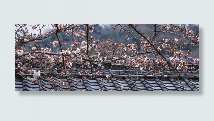 樱花日式建筑免抠