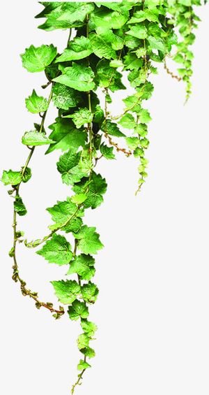 春天郊外树叶装饰免抠