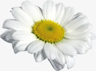 ps花卉素材花卉图案免抠