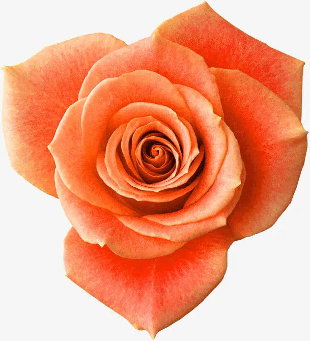 月季花免抠