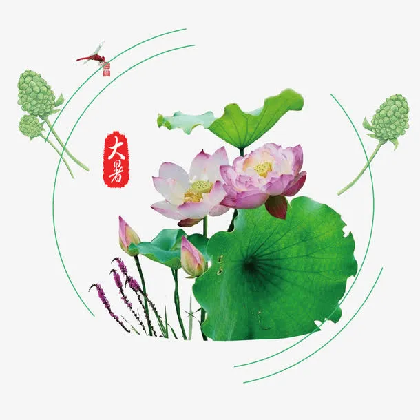 大暑荷花荷叶免抠