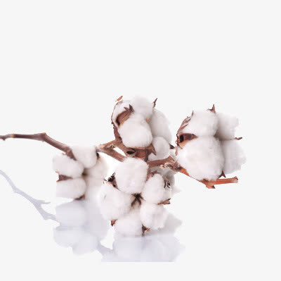 一串棉花免抠