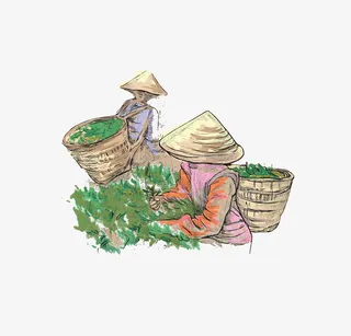 彩绘风格手绘采茶的女人矢量图案免抠