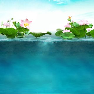 夏天清新荷叶背景高清