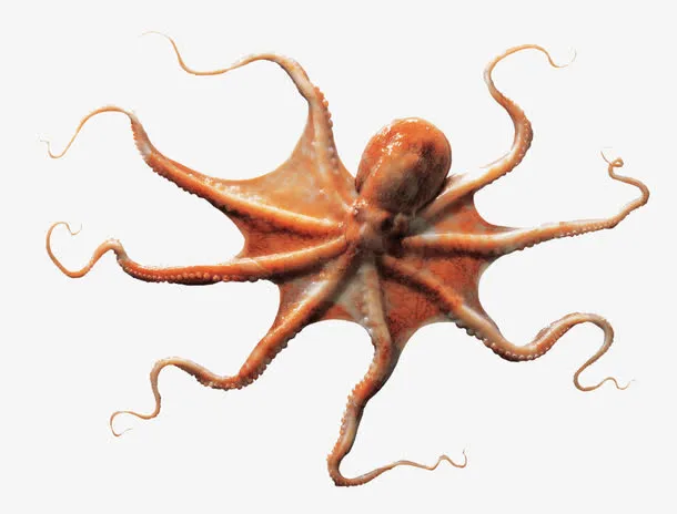 章鱼免抠