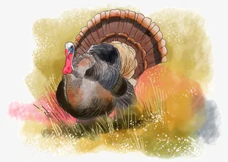 感恩节水彩火鸡免抠