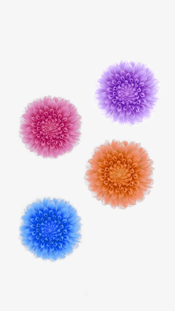 不同颜色菊花免抠