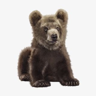 动物小棕熊免抠