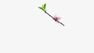 白色花朵植物树枝免抠