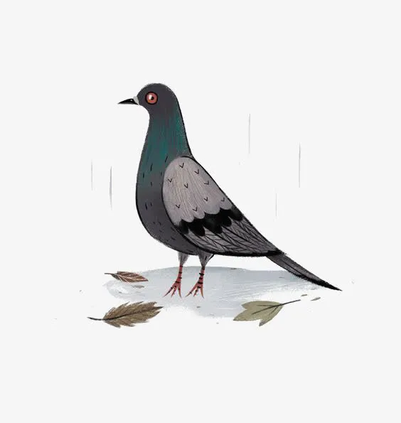 鸽子免抠