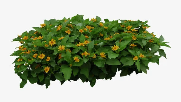植物黄色花朵小灌木免抠