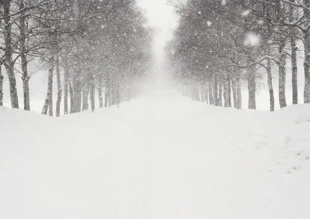 冬季雪后树林风景免抠