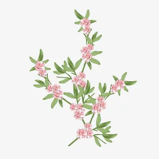 花枝花草手绘桃花免抠