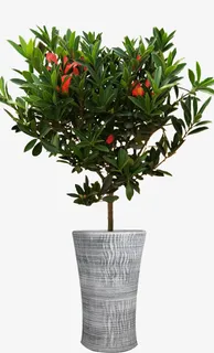 绿植 茶花 抠图 素材免抠