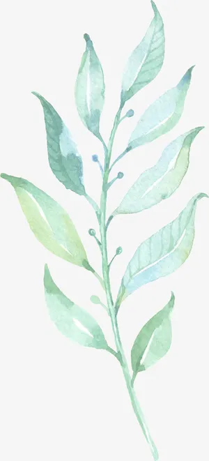 叶子免抠 叶子免抠