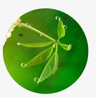 春季绿色节气谷雨海报免抠