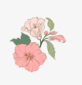 夏威夷木槿花免抠