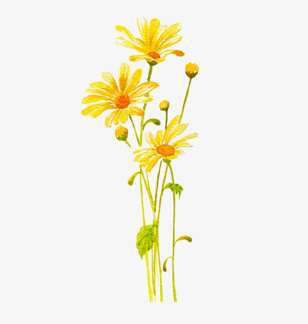 黄色金盏花免抠