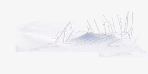 雪地上白色的树枝免抠