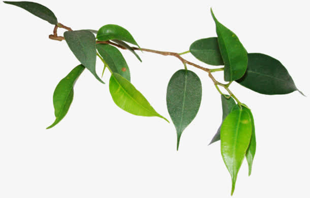 绿叶花枝春天装饰免抠