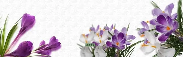 唯美花朵背景
