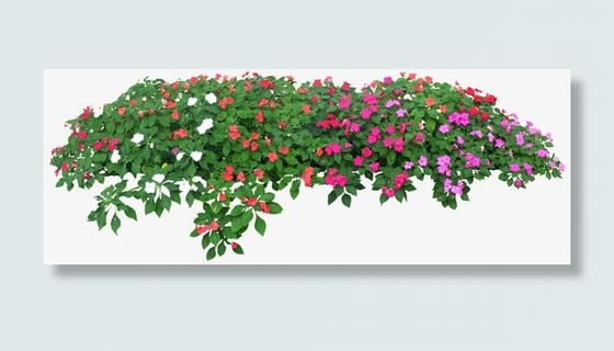 蔷薇花圃免抠 蔷薇花圃免抠