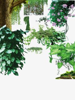 各种树藤免费下载免抠