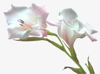 水墨白色花朵免抠