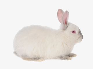 兔子免抠