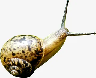 春天蜗牛风景装饰免抠