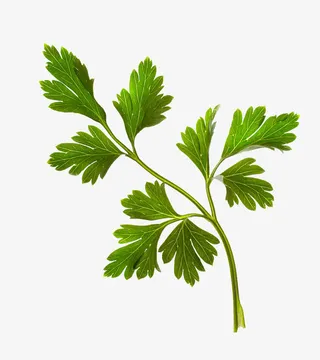 手绘艾草插图免抠