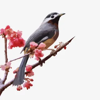 手绘水彩花鸟图免抠