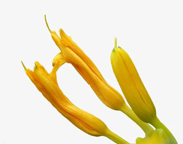 待开的萱草免抠