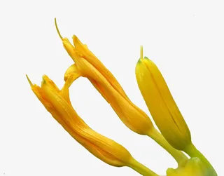 待开的萱草免抠