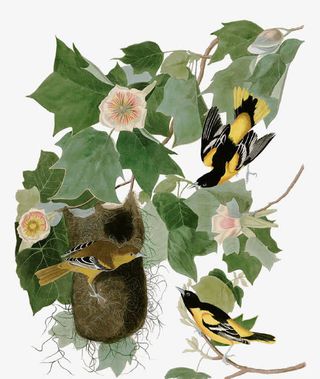 树枝上的鸟窝免抠