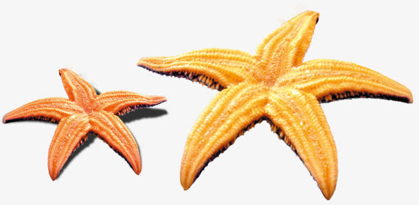 反面大小海星免抠