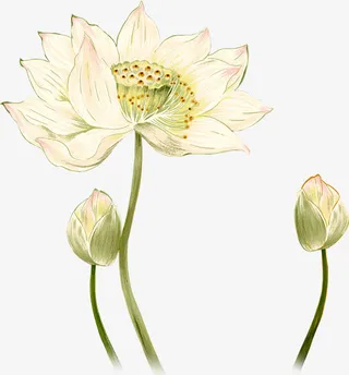 中秋节手绘水彩莲花免抠