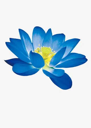 蓝莲花   7月，莲，芙蕖免抠