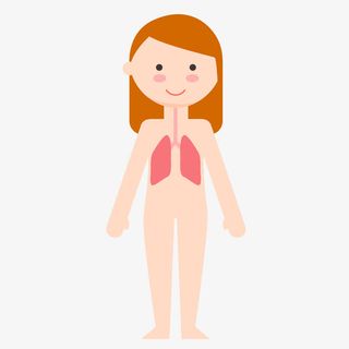 手绘矢量人体心肺器官免抠