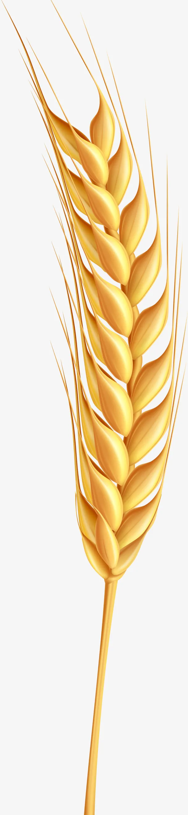 秋收时节黄色的麦子免抠