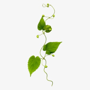 春天的绿叶免抠装饰植物元素