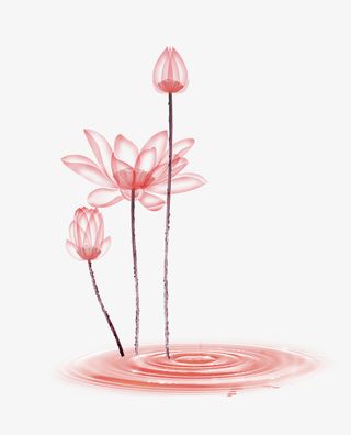 红色清新荷花装饰图案免抠