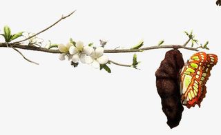 树枝蝴蝶破茧重生免抠