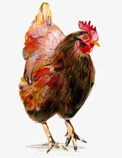 公鸡免抠 公鸡免抠