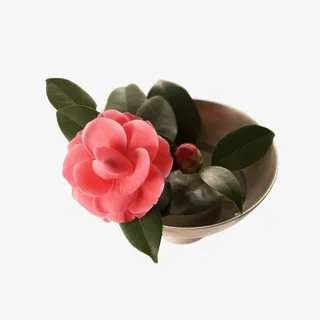 花盆里的盛开的红色山茶花免抠免抠