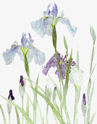 小清新水彩鸢尾草免抠系列免抠
