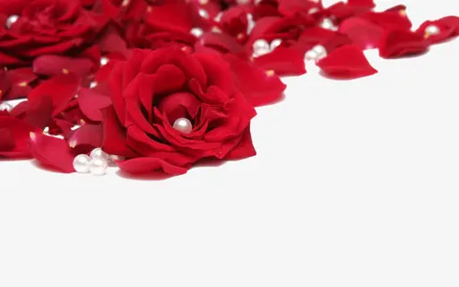 玫瑰花瓣免抠 玫瑰花瓣免抠