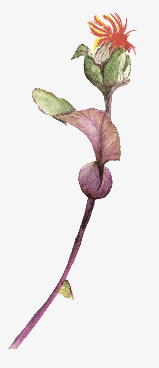 手绘鸡冠花免抠