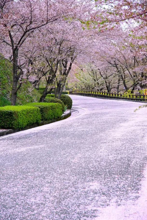 桃花绿草粉色的路免抠
