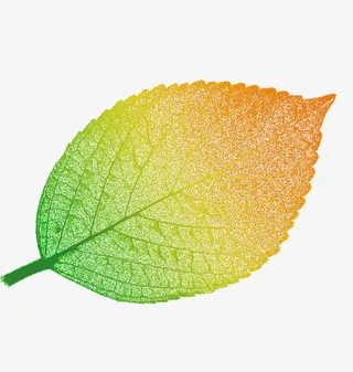 透明渐变的叶子免抠